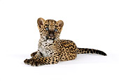LEP 20 RK0124 04
Spotted Leopard Cub Laying On White Seamless Background