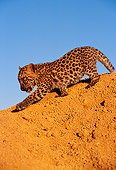 LEP 20 RK0127 18
Spotted Leopard Cub Walking Down Dirt Hill Blue Sky
