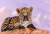 LEP 20 RK0138 01
Spotted Leopard Cub Laying On Top Of Red Rocks Purple Cloudy Sky Background Studio