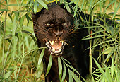 LEP 30 LS0001 01
Head Shot Of Black Leopard Growling By Foliage