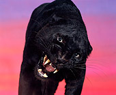 LEP 30 RK0002 07
Snarling At Camera Sunset
