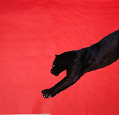 LEP 30 RK0066 04
Full Profile Shot Of Black Leopard Jumping From Left To Right On Red Seamless Background