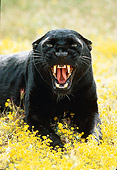 LEP 30 RK0131 49
Black Leopard Laying On Yellow Field Of Flowers Facing Camera Growling