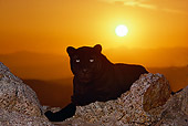 LEP 30 RK0153 01
Black Leopard Laying By Rocks Facing Camera Sunset Background With Sun