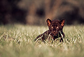 LEP 30 RK0216 07
Black Leopard Cub Playing On Grass