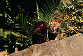 LEP 30 RK0218 14
Black And Spotted Leopard Cubs Standing On Rock Together By Plants