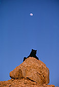 LEP 30 RK0226 01
Distant Shot Of Black Leopard Laying On Rock At Night With Moon