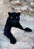 LEP 30 RK0232 66
Head Shot Of Black Leopard Laying On Stone