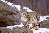 LEP 40 LS0002 01
Snow Leopard Standing On Rock Ledge In Winter