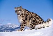 LEP 40 RK0115 01
Snow Leopard Sitting On Snow Mountain Blue Sky