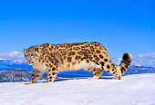 LEP 40 RK0145 02
Snow Leopard Standing On Snow