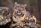LEP 40 RK0169 07
Shoulder Shot Of Snow Leopard Laying On Top Of Rock Trees Background