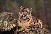 LEP 40 RK0171 11
Snow Leopard Laying On Top Of Rock Facing Camera Trees Background