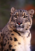 LEP 40 RK0178 12
Close Up Shoulder Shot Of Snow Leopard Looking Away Blurry Background
