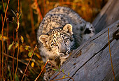 LEP 40 RK0201 01
Close Up Head Shot Of Snow Leopard Cub Looking Over Tree Trunk Facing Camera