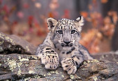 LEP 40 RK0244 03
Head Shot Of Snow Leopard Cub Laying With Paws Out Fall Colored Tree Background