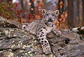 LEP 40 RK0245 10
Snow Leopard Cub Laying On Rock Facing Camera With One Paw Out Trees Background