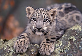 LEP 40 RK0249 02
Close Up Head Shot Of Snow Leopard Laying On Rock Facing Camera