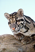 LEP 50 RK0001 01
Clouded Leopard Leaning On Branch Facing Camera Blue Skies
