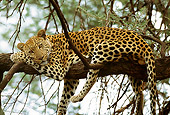 LEP 60 DB0009 01
Profile Of Leopard Sleeping In Tree In Africa