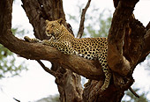 LEP 60 DB0010 01
Profile Of Leopard Laying On Tree Branch In Africa