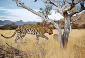 LEP 60 DB0016 01
Leopard Walking Under Tree On Savanna