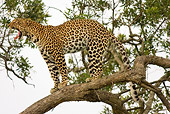 LEP 60 RW0002 01
African Leopard Standing And Yawning On Tree Limb Kenya