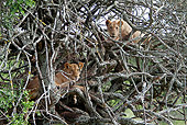 LNS 01 DB0025 01
African Lionesses Relaxing In Tree In Kenya