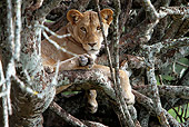 LNS 01 DB0026 01
Close-Up Of African Lioness Relaxing In Tree In Kenya