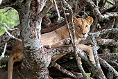 LNS 01 DB0027 01
Close-Up Of African Lioness Relaxing In Tree In Kenya
