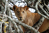 LNS 01 DB0028 01
Close-Up Of African Lioness Relaxing In Tree In Kenya