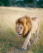 LNS 01 JZ0008 01
Portrait Of African Lion Walking Through Savanna