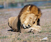 LNS 01 JZ0009 01
Portrait Of African Lion Resting In Savanna