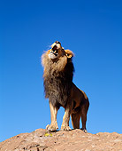 LNS 01 JZ0010 01
African Lion Standing On Rock Roaring
