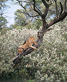 LNS 01 JZ0011 01
African Lioness Resting On Tree