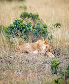 LNS 01 JZ0012 01
African Lioness Sleeping In Savanna