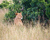 LNS 01 JZ0013 01
African Lioness Sitting In Tall Grass In Savanna