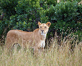 LNS 01 JZ0014 01
African Lioness Standing In Tall Grass In Savanna