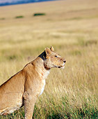 LNS 01 JZ0015 01
Portrait Of African Lioness Sitting In Savanna
