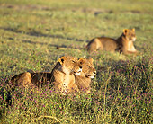 LNS 01 JZ0016 01
Portrait Of African Lionesses Laying In Savanna