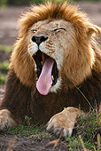 LNS 01 MC0001 01
Head Shot Of African Male Lion Yawning And Resting Kenya