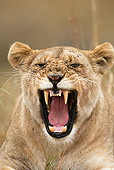 LNS 01 MC0002 01
Head Shot Of African Lioness Yawning And Resting Kenya