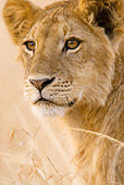 LNS 01 MC0003 01
Portrait Of Young Male African Lion Kenya