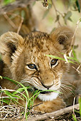 LNS 01 MC0005 01
Portrait Of African Lion Cub Kenya