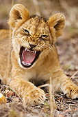 LNS 01 MC0006 01
Portrait Of African Lion Cub Yawning Kenya