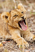 LNS 01 MC0007 01
Portrait Of African Lion Cub Yawning Kenya