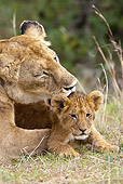 LNS 01 MC0008 01
African Lioness Grooming Cub Kenya