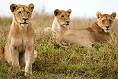 LNS 01 MC0010 01
African Lion Females Resting In Grasslands Tanzania