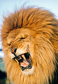 LNS 01 RK0074 08
Head Shot Of Lion Roaring Blue Sky
