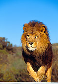 LNS 01 RK0267 19
African Male Lion Jumping Towards Camera Blue Sky